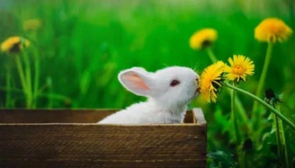 黎真主党称袭击一架正撤离士兵的以军机，现场升起黑烟