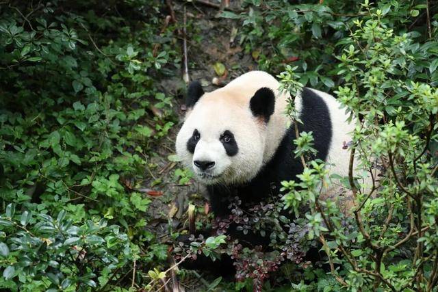 大熊猫“平平”和“福双”将赴美